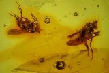 Two Fossil Flies (Diptera) In Baltic Amber #150697-1